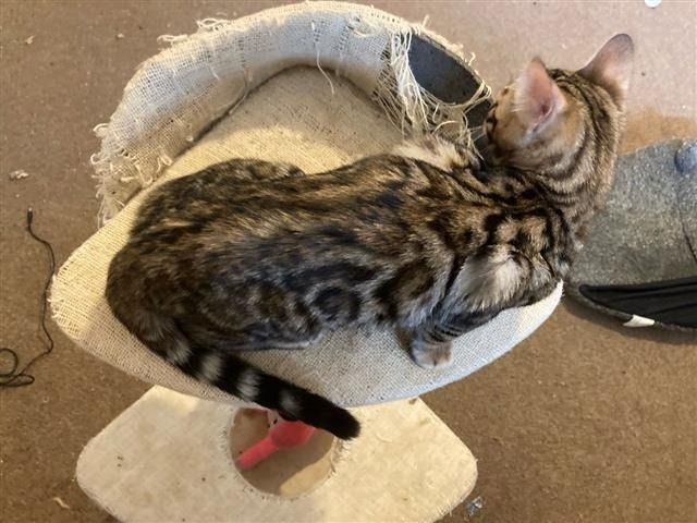 Bengal-Mix-Kätzchen