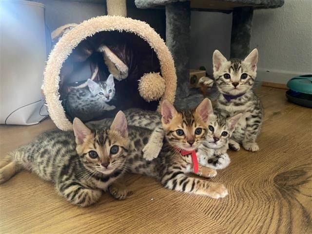 Bengal-Mix-Kätzchen