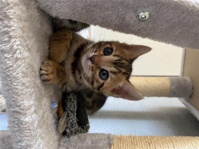 Bengal-Mix-Kätzchen