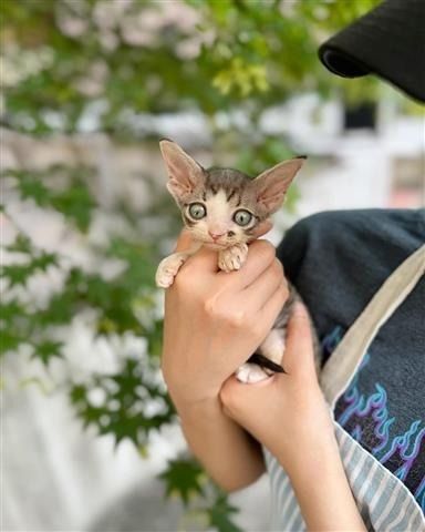 Männliche und weibliche Sphynx-Kätzchen