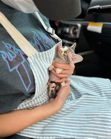 Männliche und weibliche Sphynx-Kätzchen