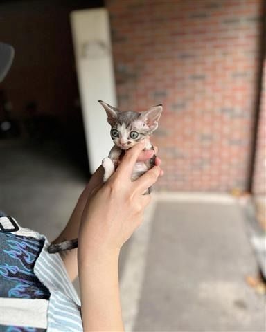 Männliche und weibliche Sphynx-Kätzchen