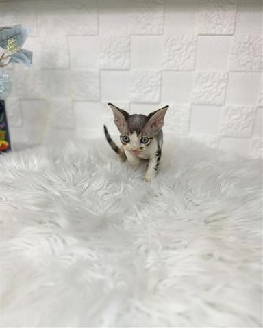 Männliche und weibliche Sphynx-Kätzchen