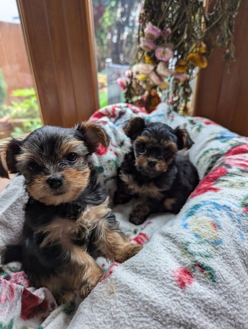 Yorkshire Terrier puppies for sale