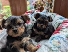 Yorkshire Terrier puppies for sale