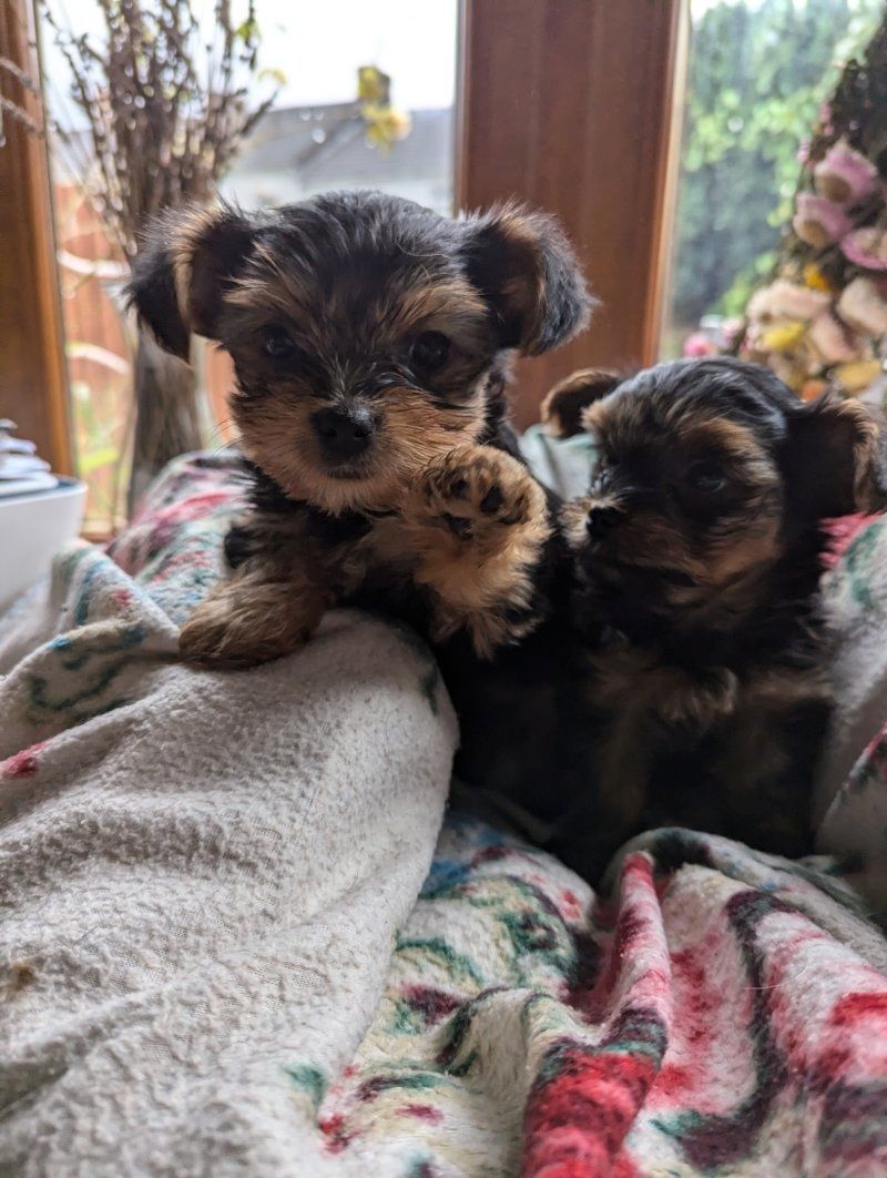 Yorkshire Terrier puppies for sale