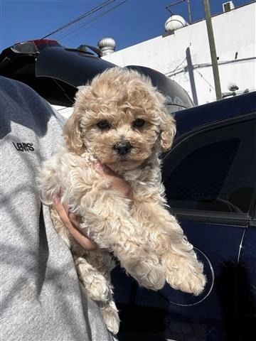 Maltipoo-Welpen