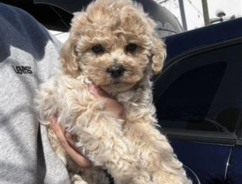 Maltipoo-Welpen