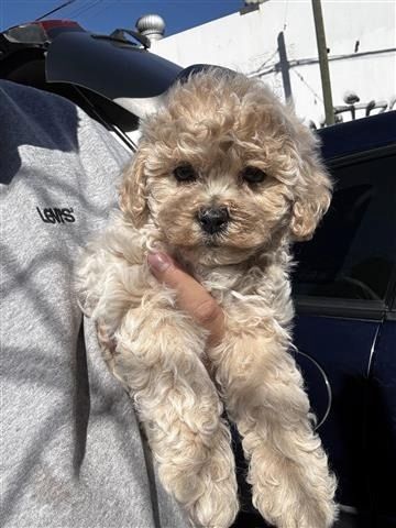 Maltipoo-Welpen