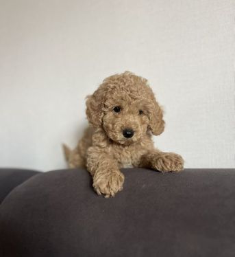 Süßer Pudelwelpe sucht ein neues Zuhause