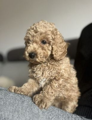 Süßer Pudelwelpe sucht ein neues Zuhause