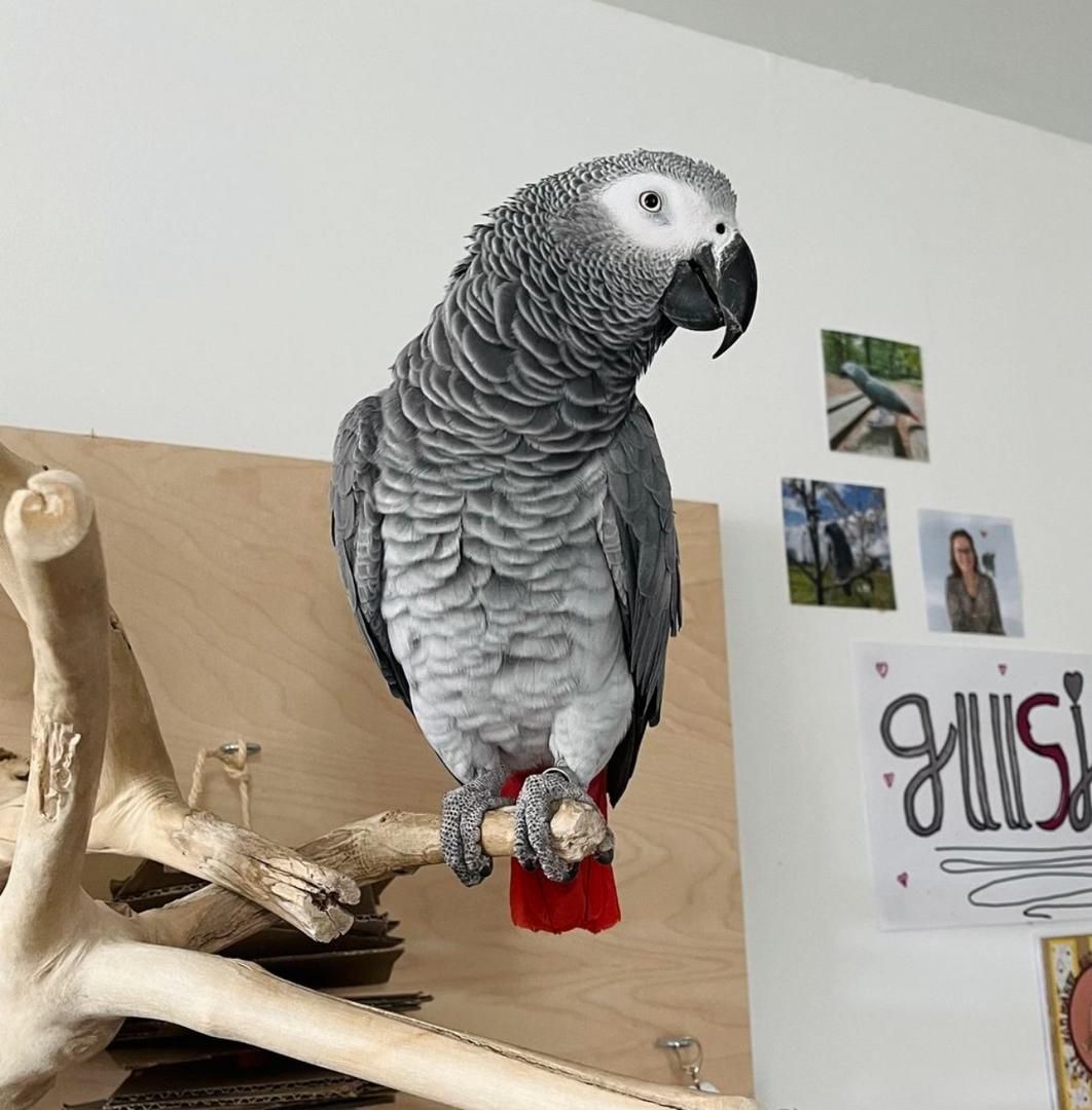 Handzahmer Graupapagei zu verkaufen