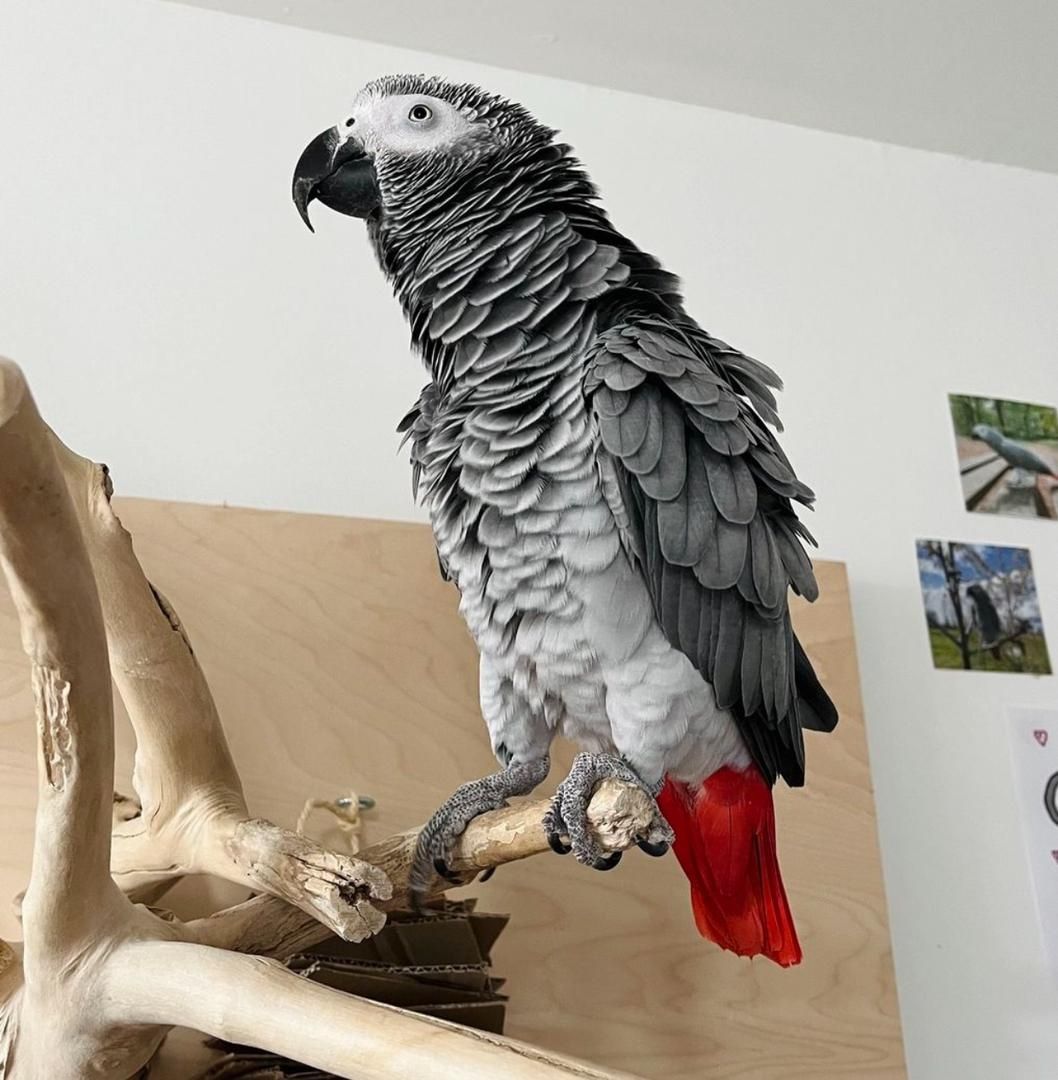 Handzahmer Graupapagei zu verkaufen