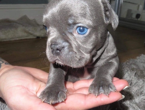 Französische bulldogge .