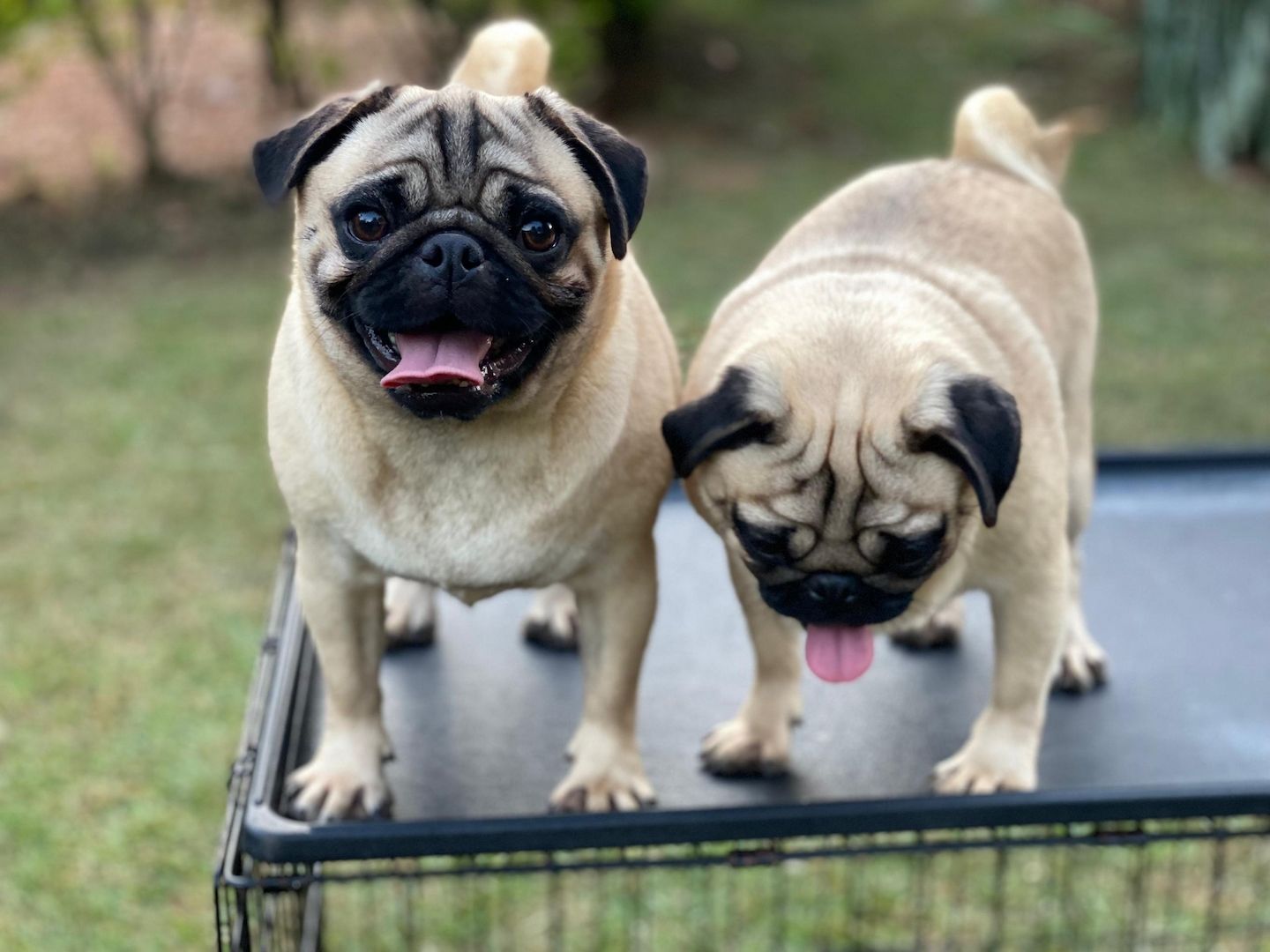 Pugs available