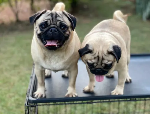 Pugs available