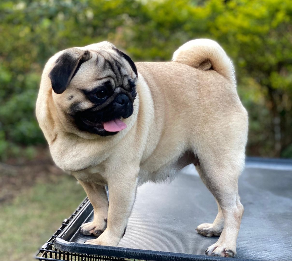 Pugs available