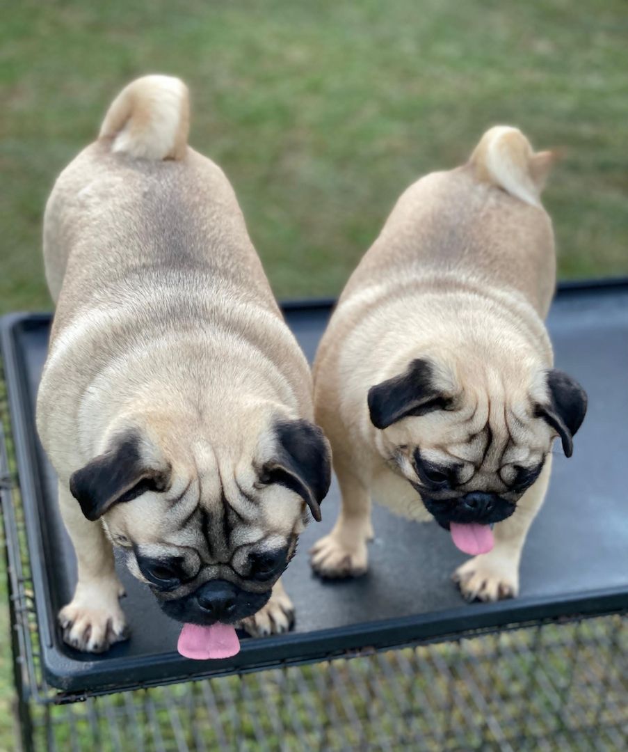 Pugs available