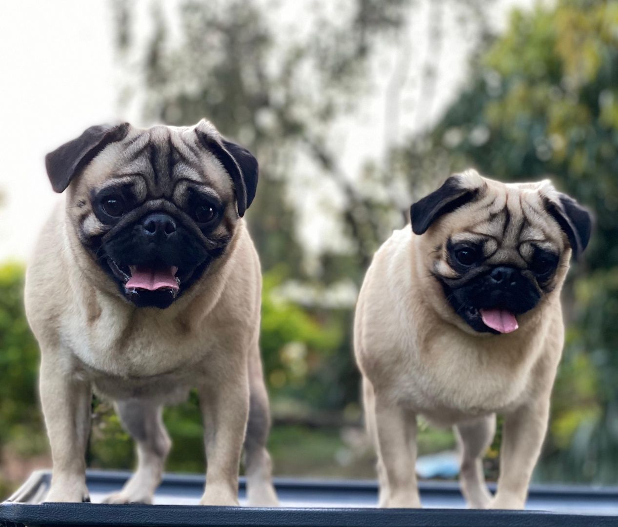 Pugs available