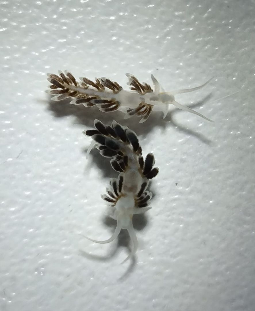 Berghia Nudibranch Schnecken