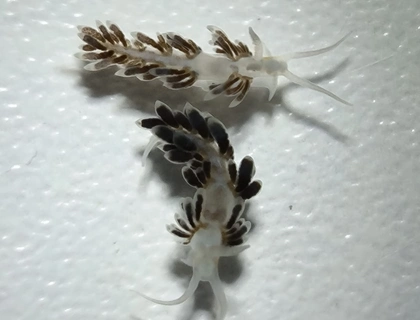 Berghia Nudibranch Schnecken