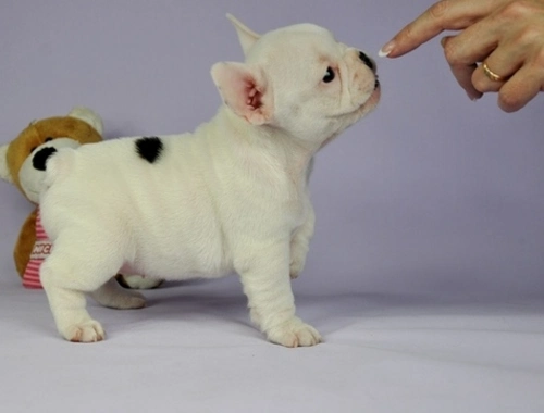 Blaue Französische Bulldogge/ Hündin .