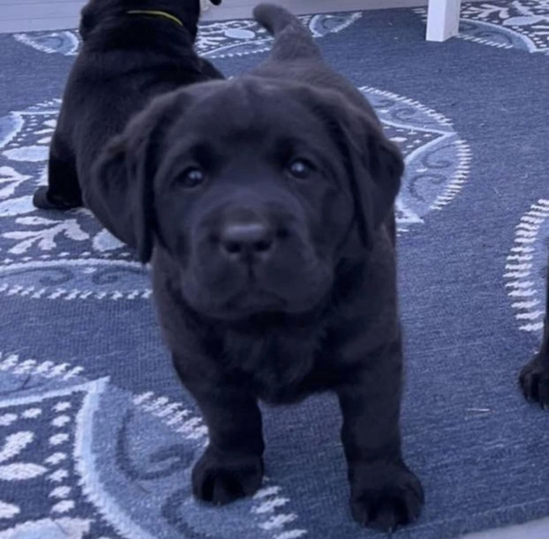 labrador Retriever Welpen zu verkaufen