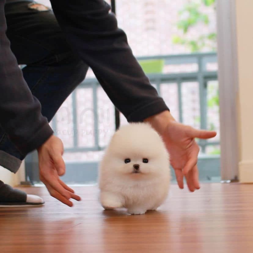 Zwergspitz Originale Boo Welpen WhatsApp-Nummer +31684935138