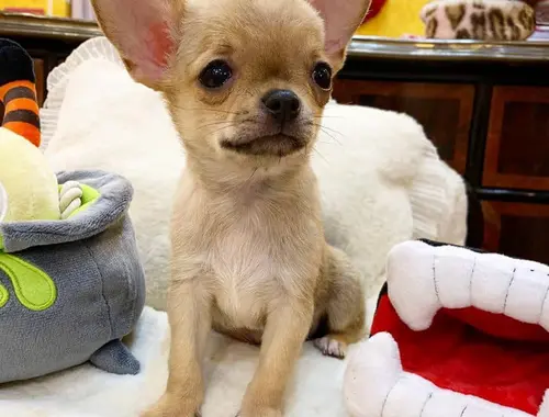 Chihuahua Babys mit papieren WhatsApp-Nummer +31684935138