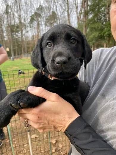 labrador Retriever Welpen zu verkaufen