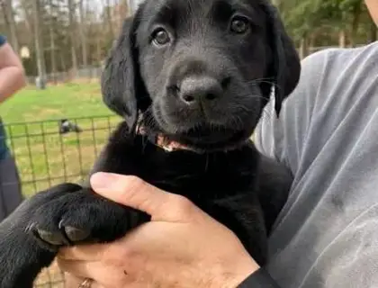 labrador Retriever Welpen zu verkaufen