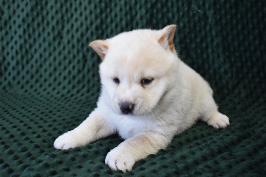 Akita Inu Welpen WhatsApp-Nachricht an +31684935138