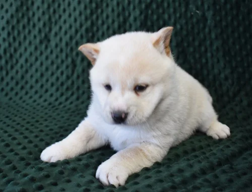 Akita Inu Welpen WhatsApp-Nachricht an +31684935138