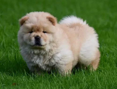 Chow chow welpen WhatsApp-Nachricht an +31684935138