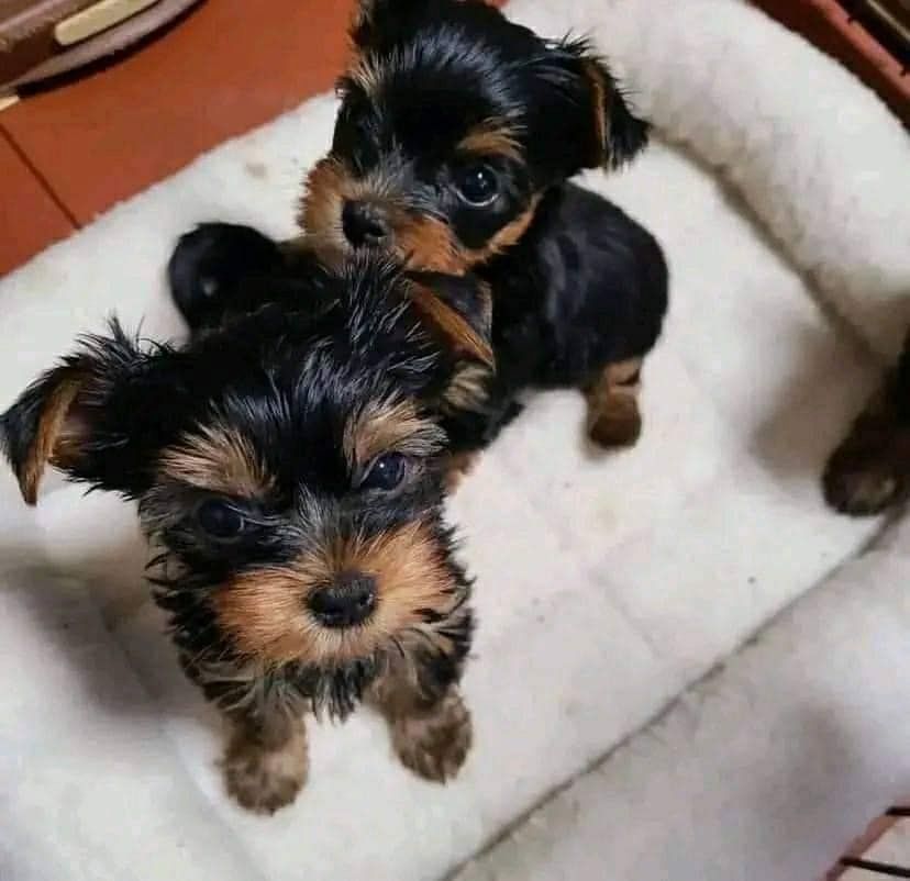 Yorkshire Terrier Welpen