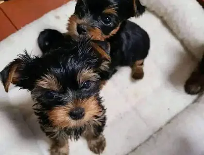 Yorkshire Terrier Welpen