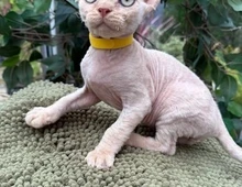 Devon Rex Kätzchen