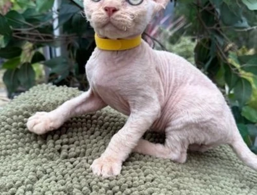 Devon Rex Kätzchen