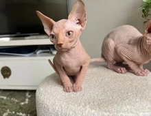 Hervorragende Sphynx-Kätzchen