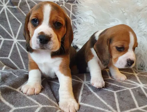 Beagle-Welpen zu verkaufen