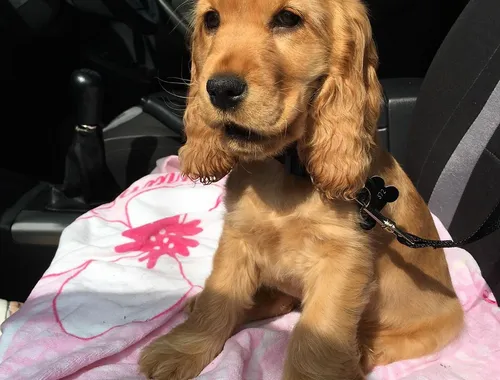 Cocker Spaniel Welpen zu verkaufen