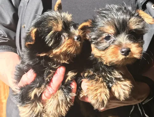 Yorkshire Terrier Welpen zu verkaufen