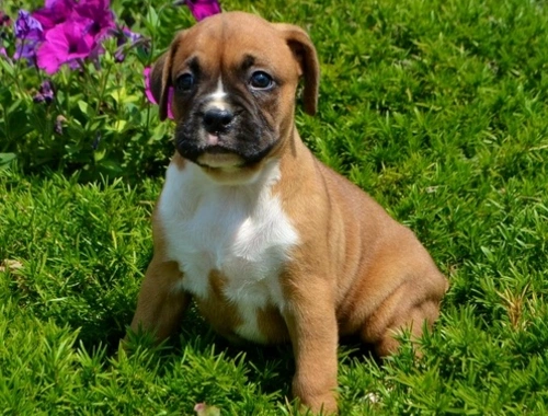 Boxerwelpen zu verkaufen