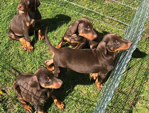 Dobermannwelpen zu verkaufen