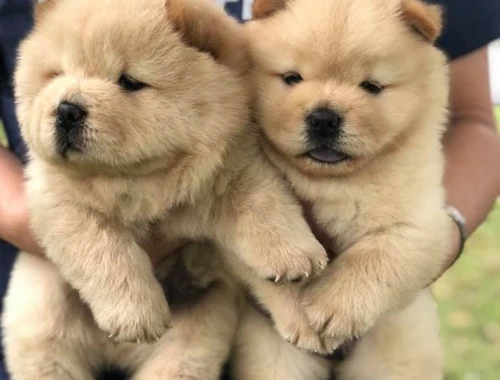 Chow-Chow-Welpen zu verkaufen