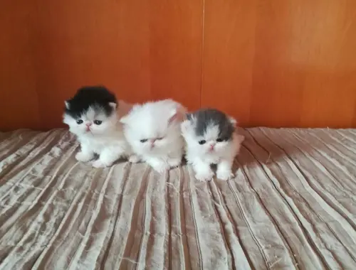 Hervorragende Scottish Fold-Kätzchen .