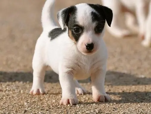 Jack Russell Welpen zu verkaufen .