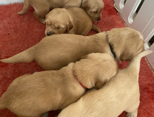 Golden Retriever-Welpen zu verkaufen .