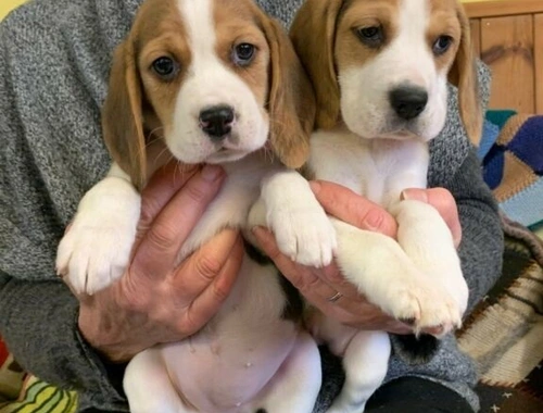 Beagle-Welpen zu verkaufen .