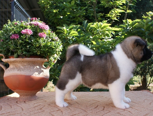 Akita Inu Welpen